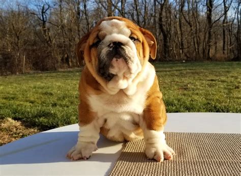 english bulldog virginia